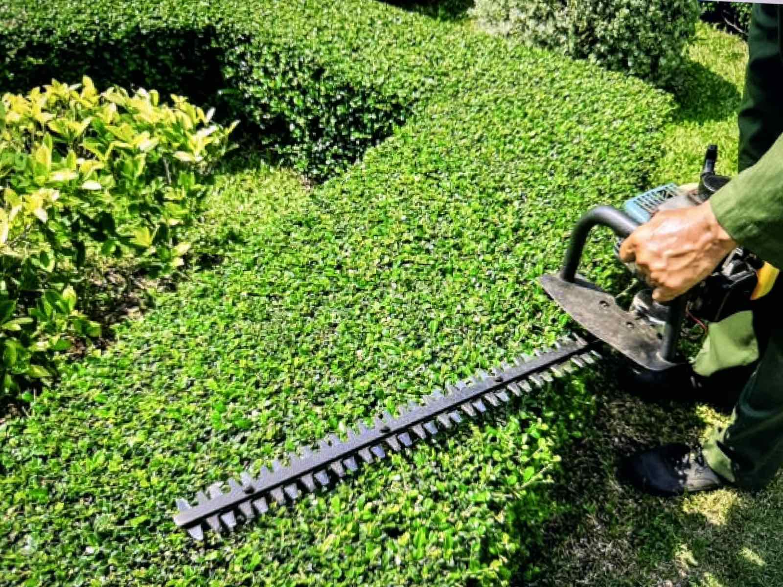 hedge-trimming