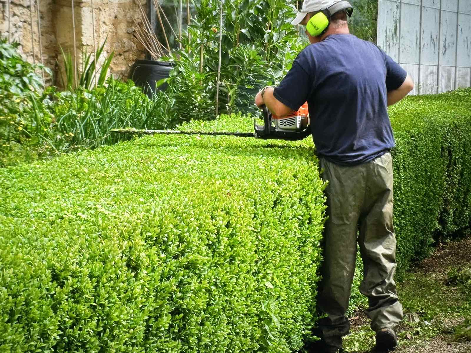 tree garden trimming